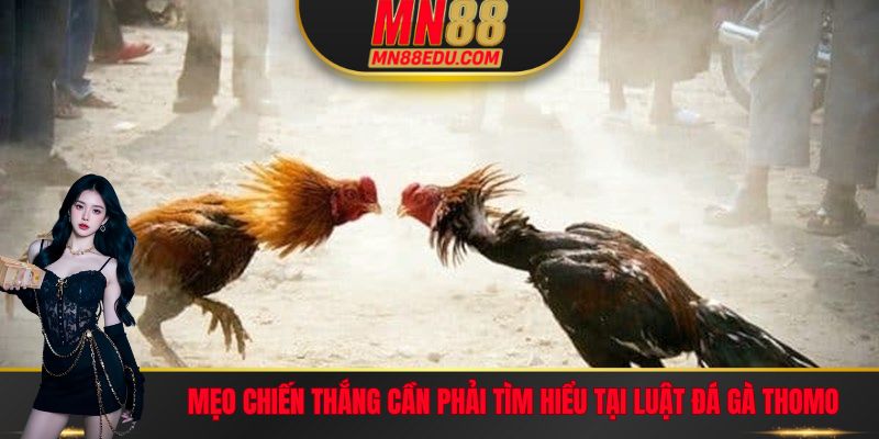 Mẹo chiến thắng cần phải tìm hiểu tại luật đá gà Thomo